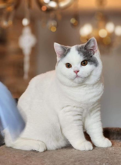 British Shorthair