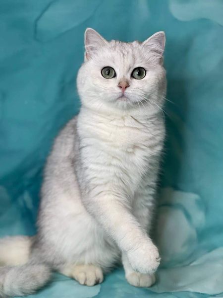 British Shorthair