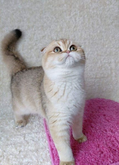 Scottish Fold