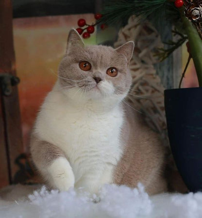 British Shorthair