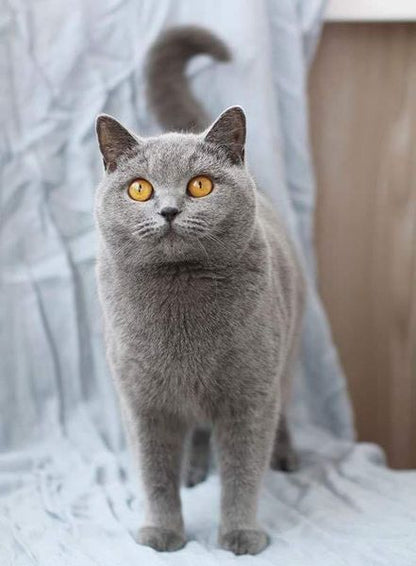 British Shorthair