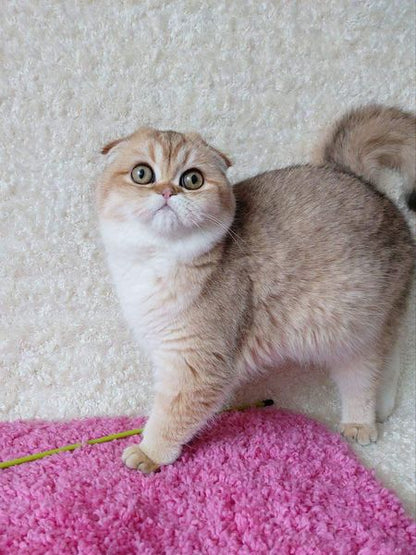 Scottish Fold