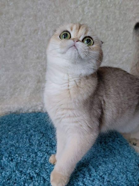 Scottish Fold