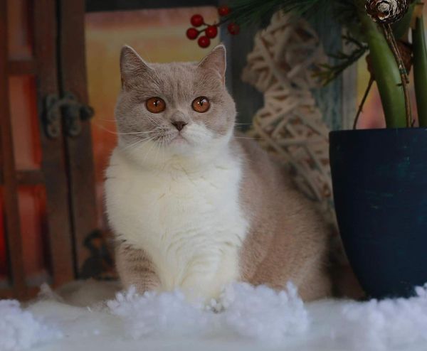 British Shorthair