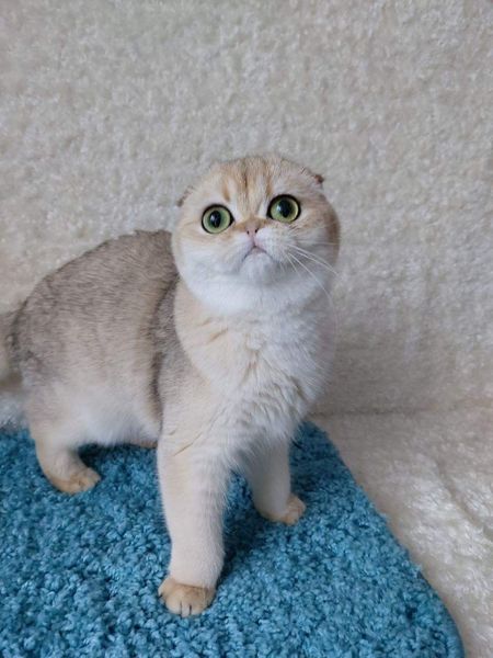 Scottish Fold