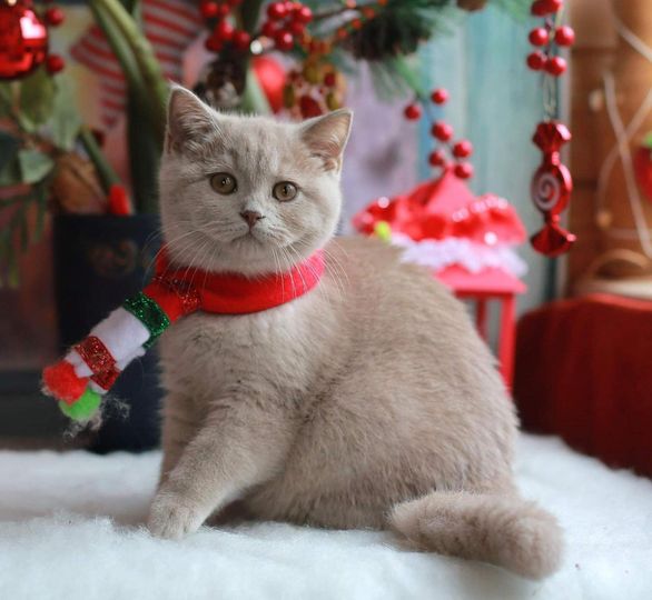 British Shorthair