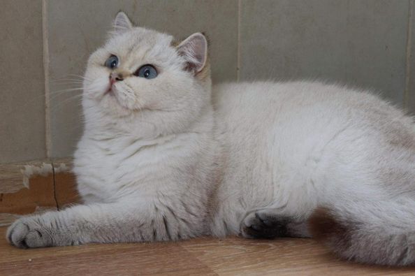 British Shorthair