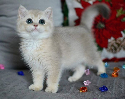 British Shorthair