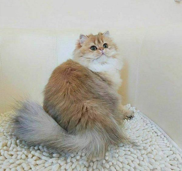 British Longhair