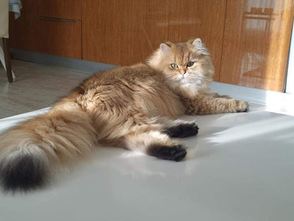 British Longhair