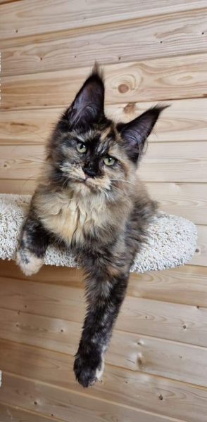 Maine Coon