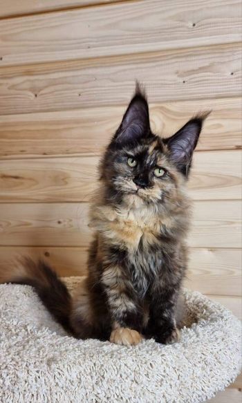 Maine Coon