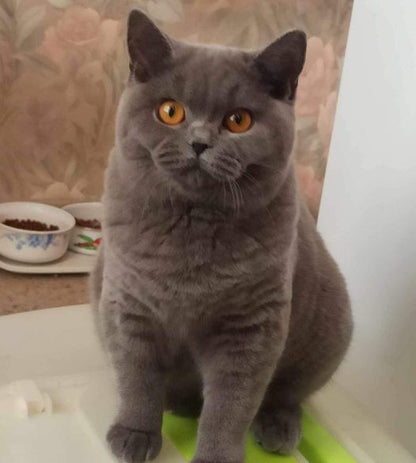 British Shorthair