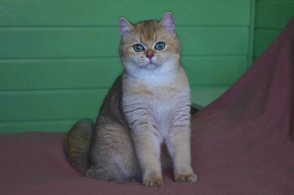 British Shorthair