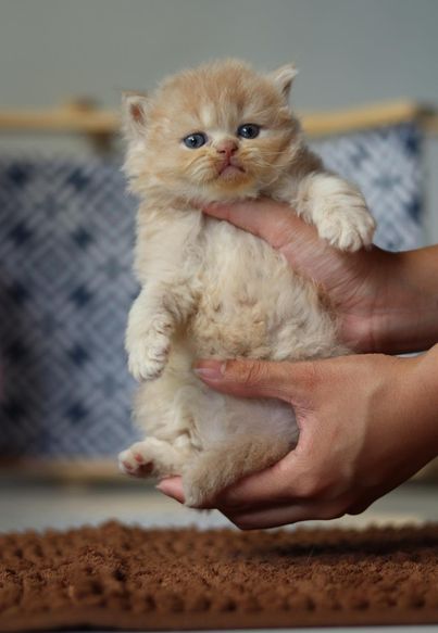 British Longhair