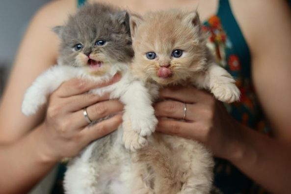 British Longhair