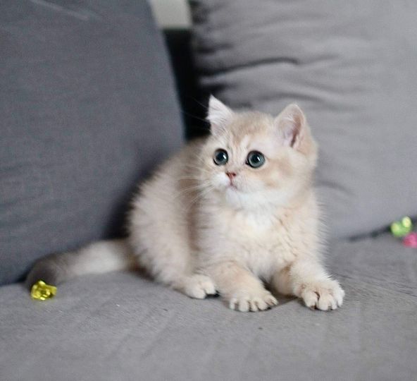 British Shorthair