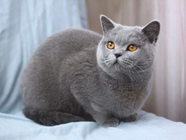 British Shorthair