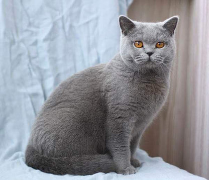 British Shorthair