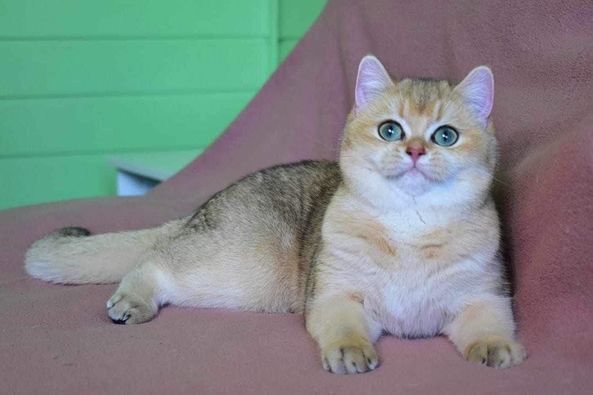 British Shorthair