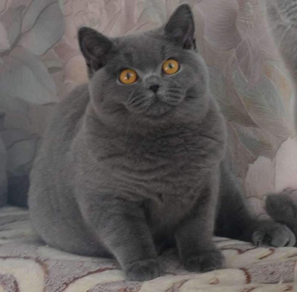 British Shorthair