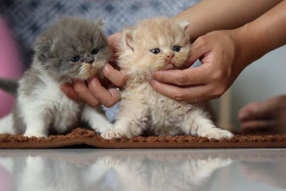 British Longhair