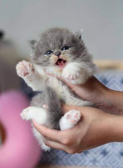 British Longhair