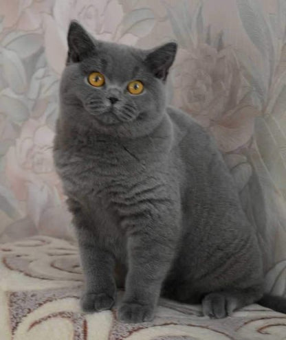 British Shorthair