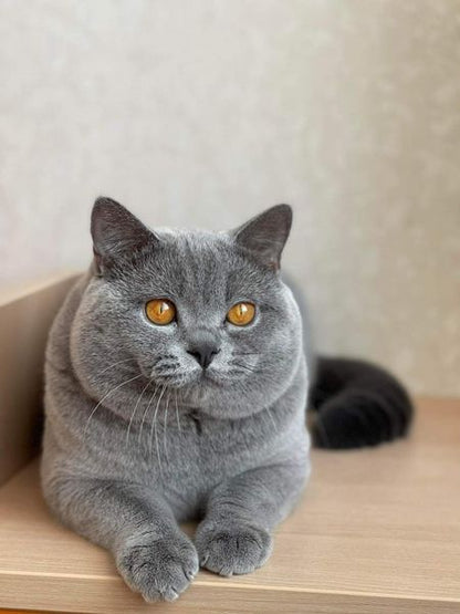 British Shorthair