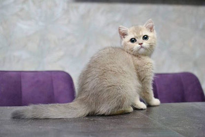 British Shorthair