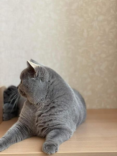 British Shorthair