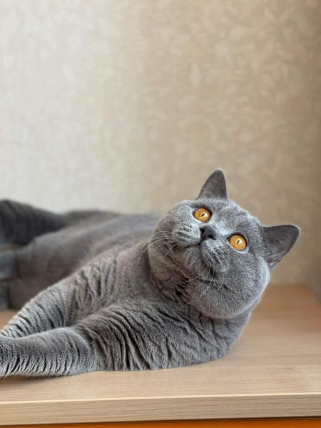 British Shorthair