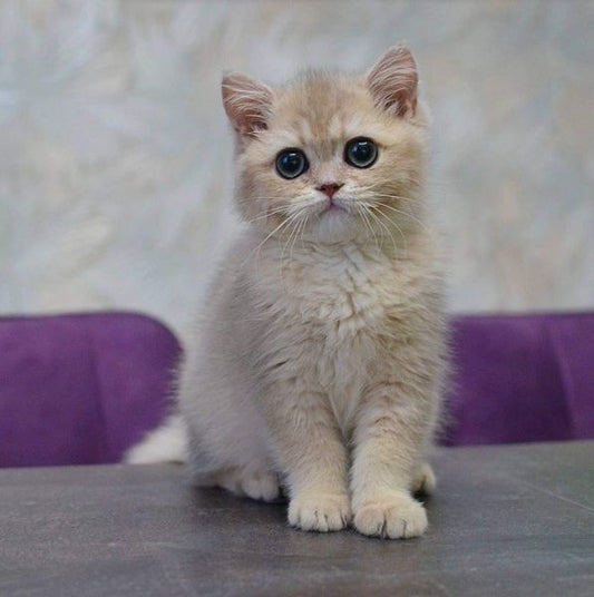 British Shorthair