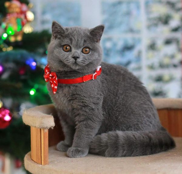 British Shorthair