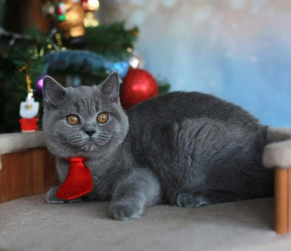 British Shorthair