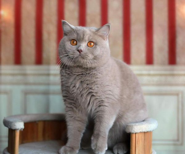 British Shorthair