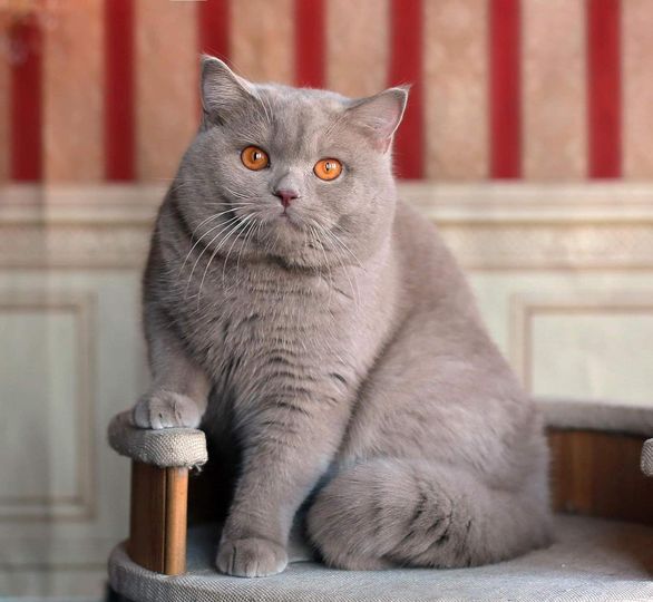 British Shorthair