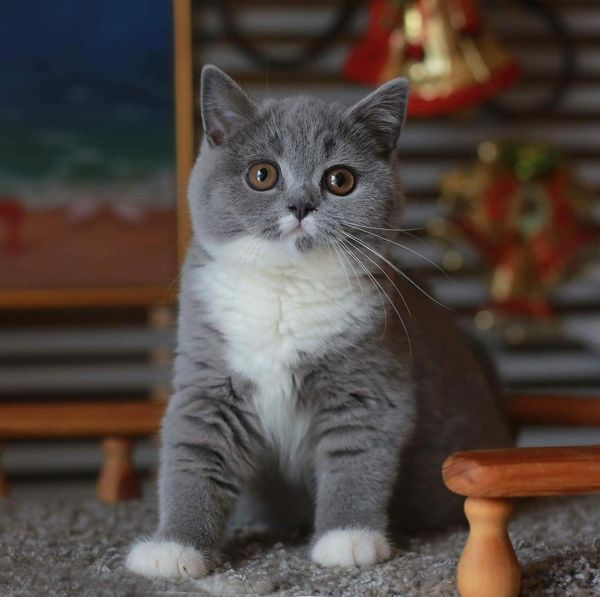 British Shorthair