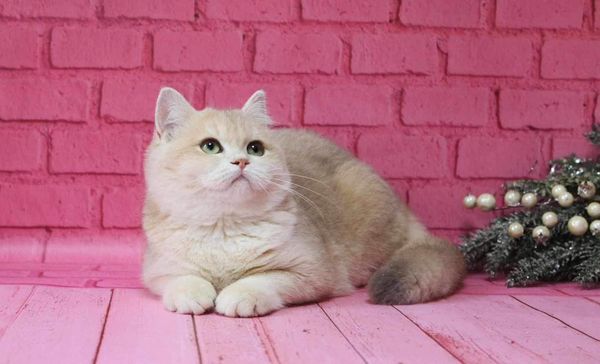 British Shorthair