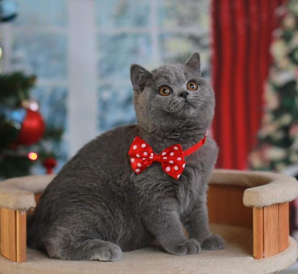 British Shorthair