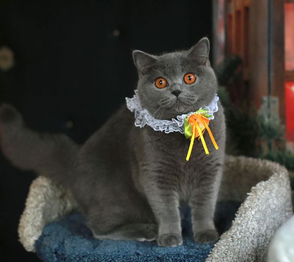 British Shorthair