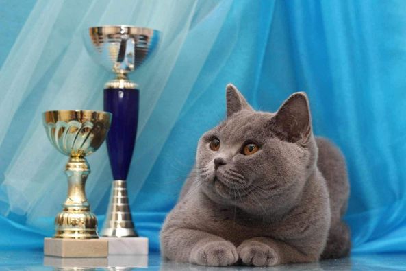 British Shorthair