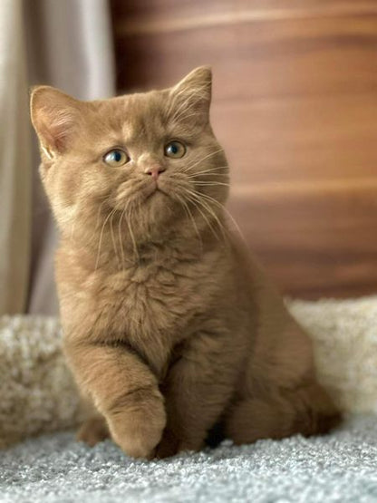 British Shorthair