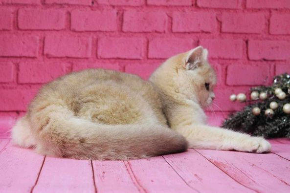 British Shorthair