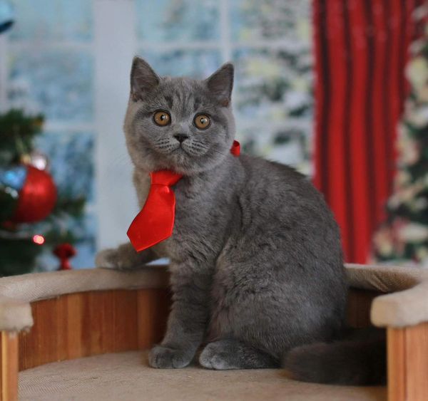 British Shorthair