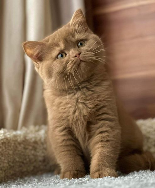 British Shorthair