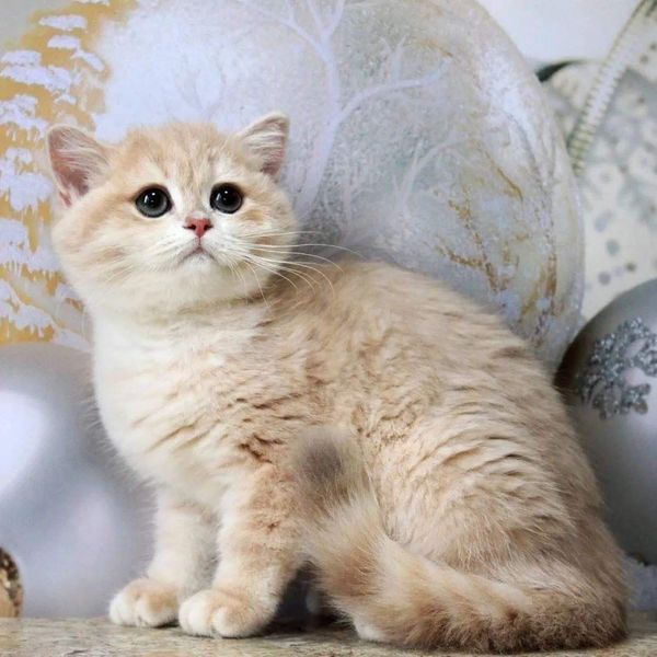 British Shorthair