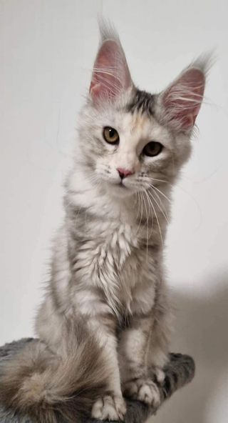 Maine Coon