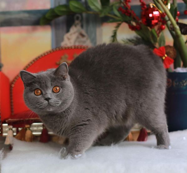 British Shorthair