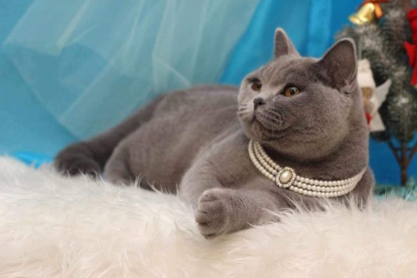 British Shorthair